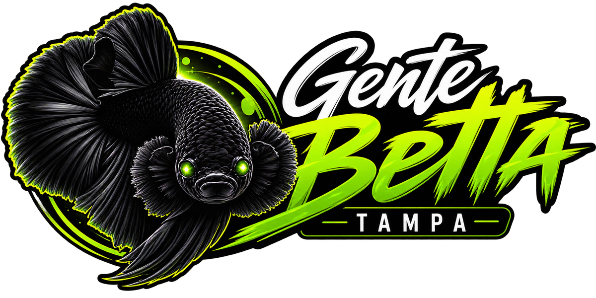 Gente Betta Tampa