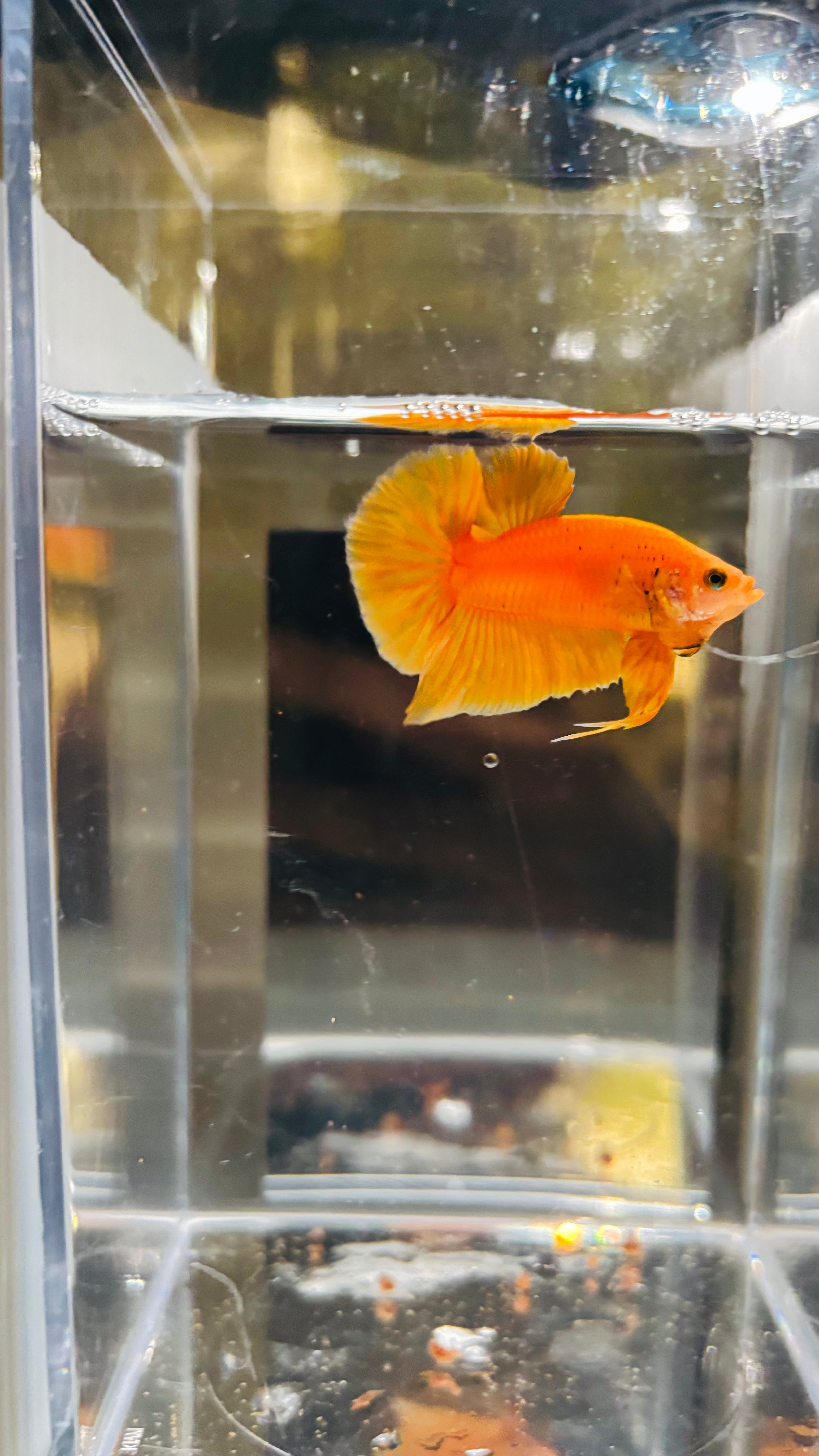 Hmpk Super Yellow