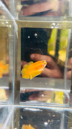 Hembra hmpk YELLOW
