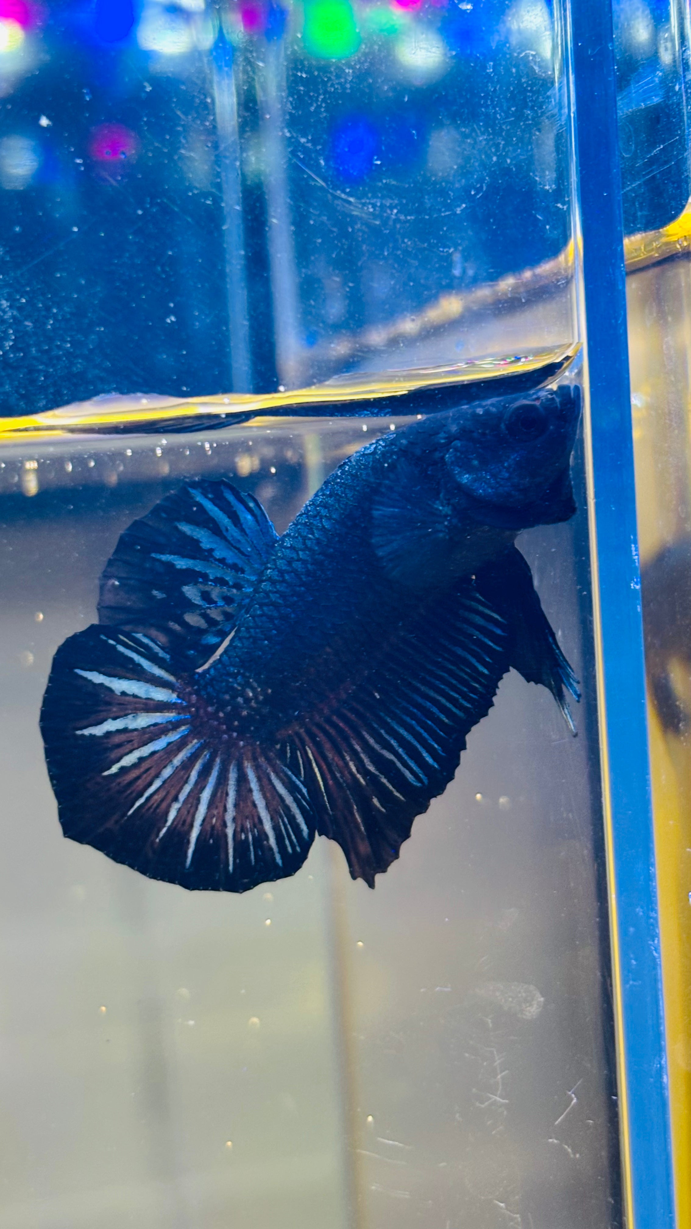 HMPK BLACK ORCHY