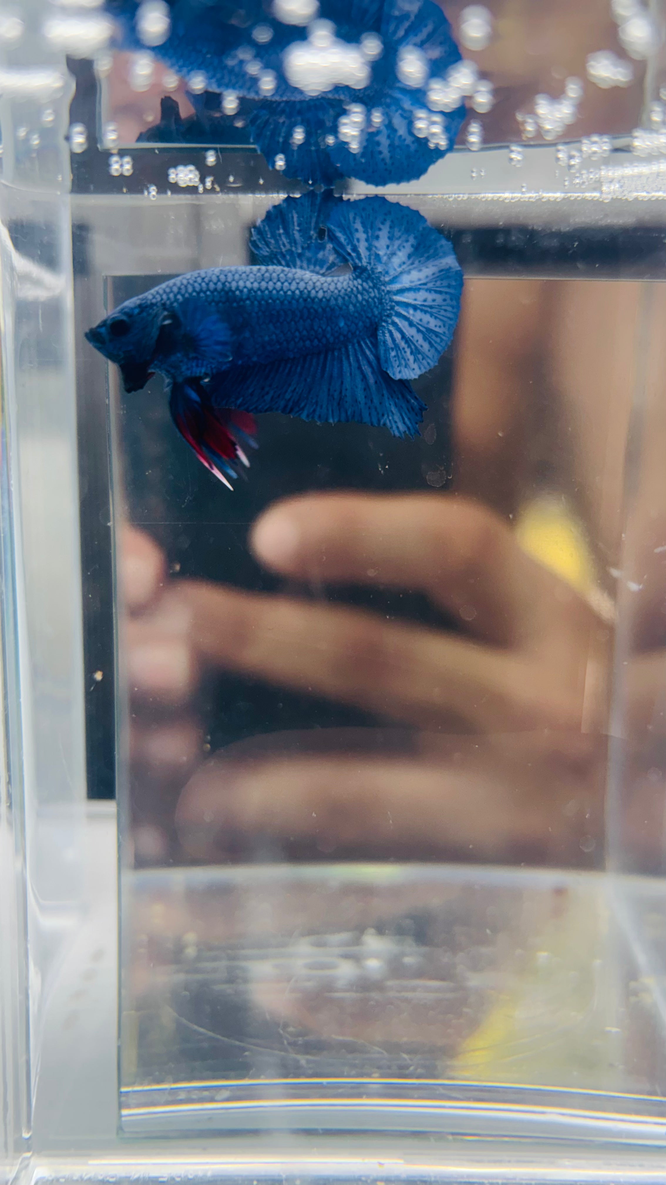 Hmpk BLUe NEVULA