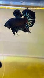 HMPK BLACK ORCHY