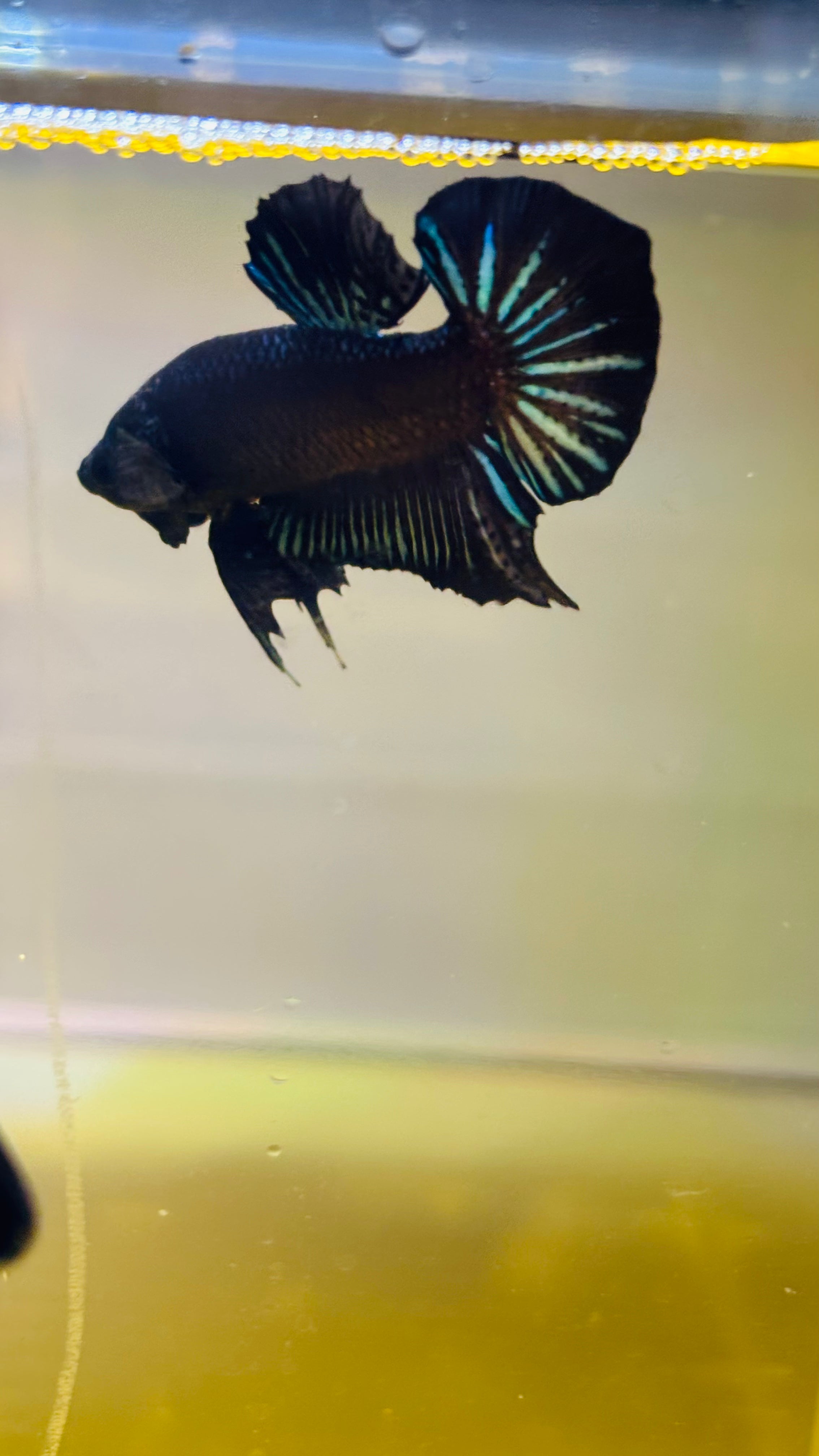 HMPK BLACK ORCHY