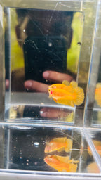 Hembra hmpk YELLOW