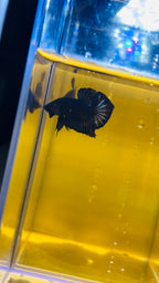 HMPK BLACK ORCHY