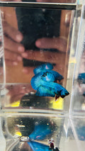 Metalic blue hmpk