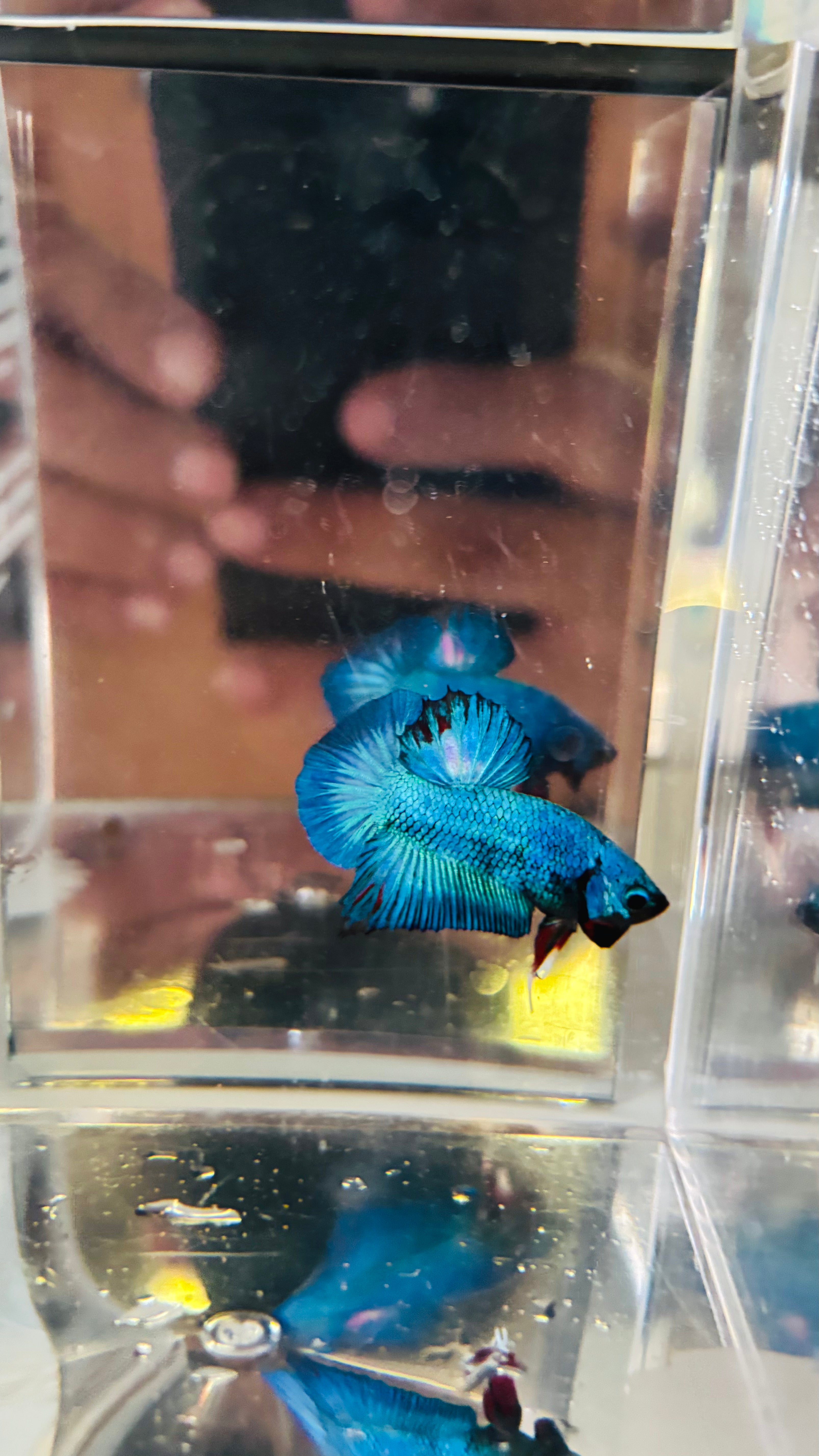 Metalic blue hmpk