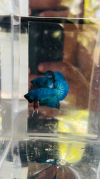 Metalic blue hmpk