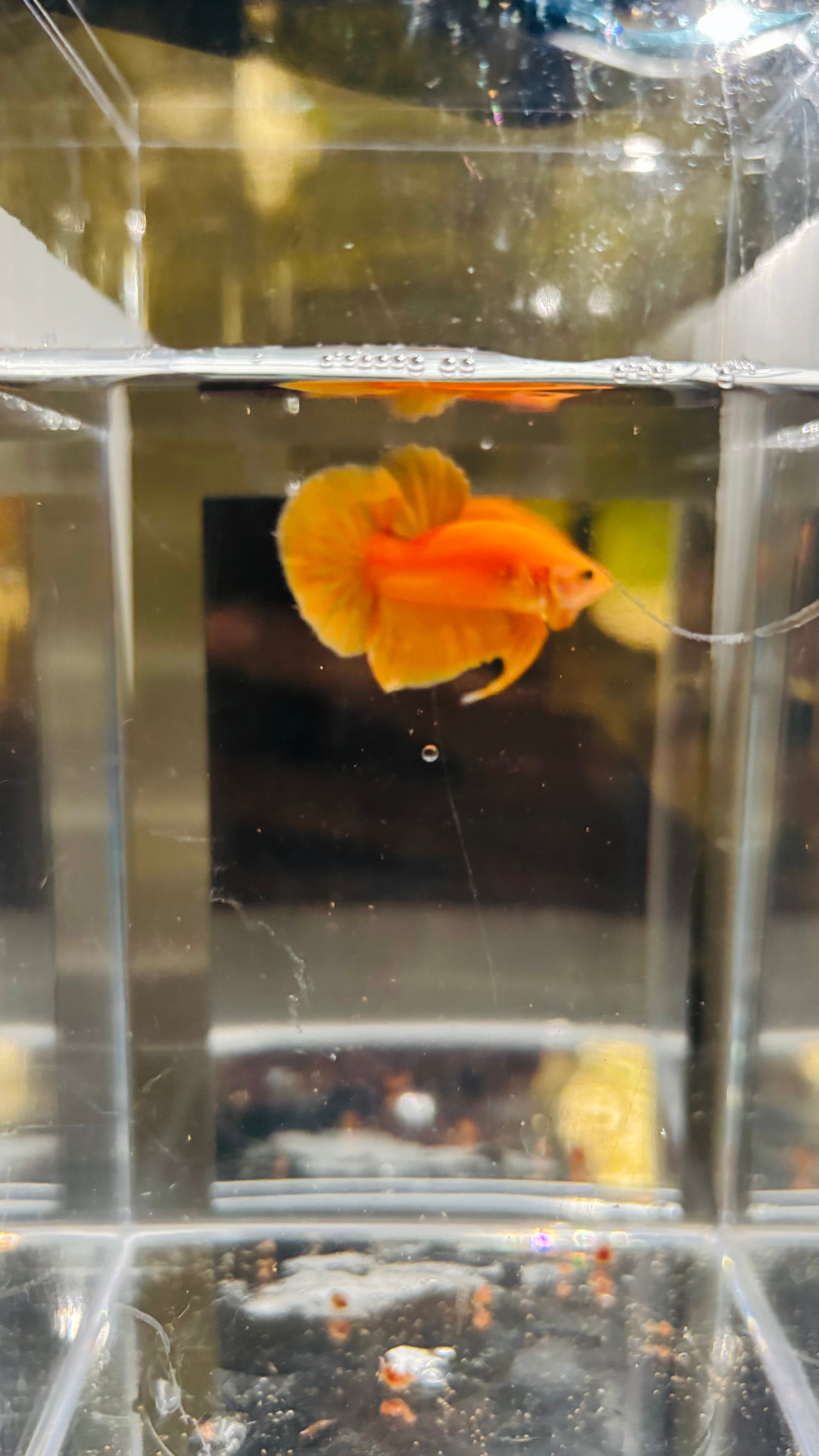 Hmpk Super Yellow