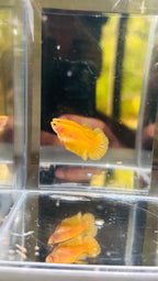 Hembra hmpk YELLOW
