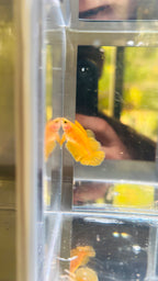 Hembra hmpk YELLOW