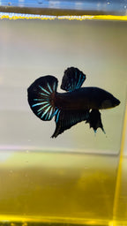 HMPK BLACK ORCHY