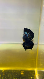 HMPK BLACK ORCHY