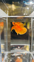 Hmpk Super Yellow