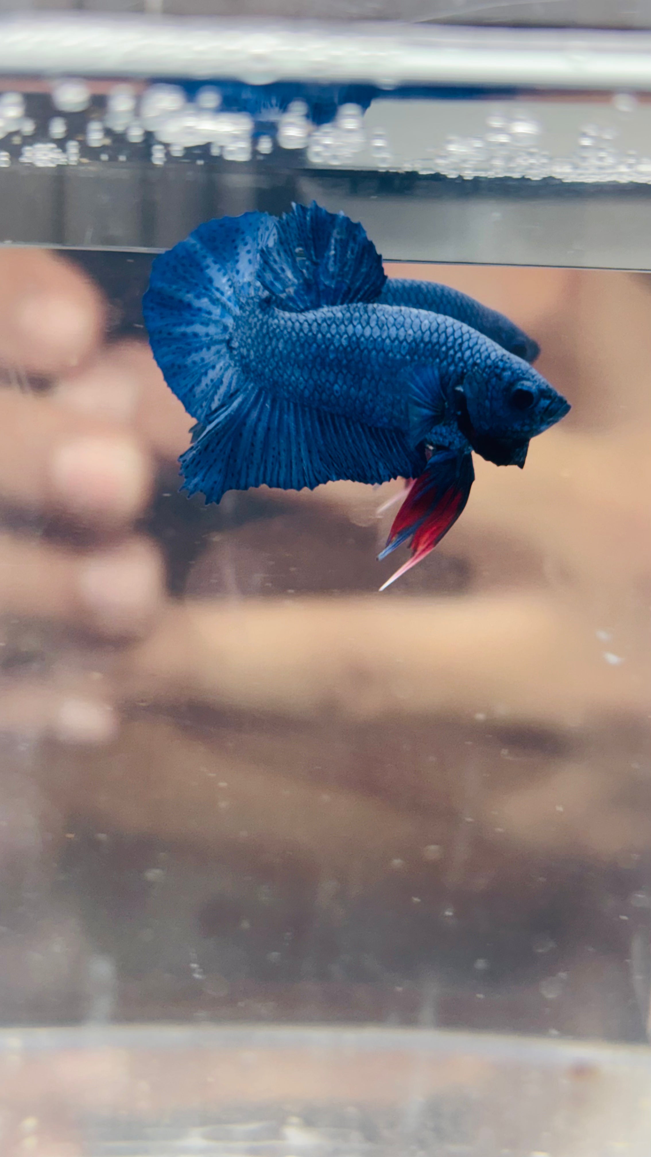 Hmpk BLUe NEVULA