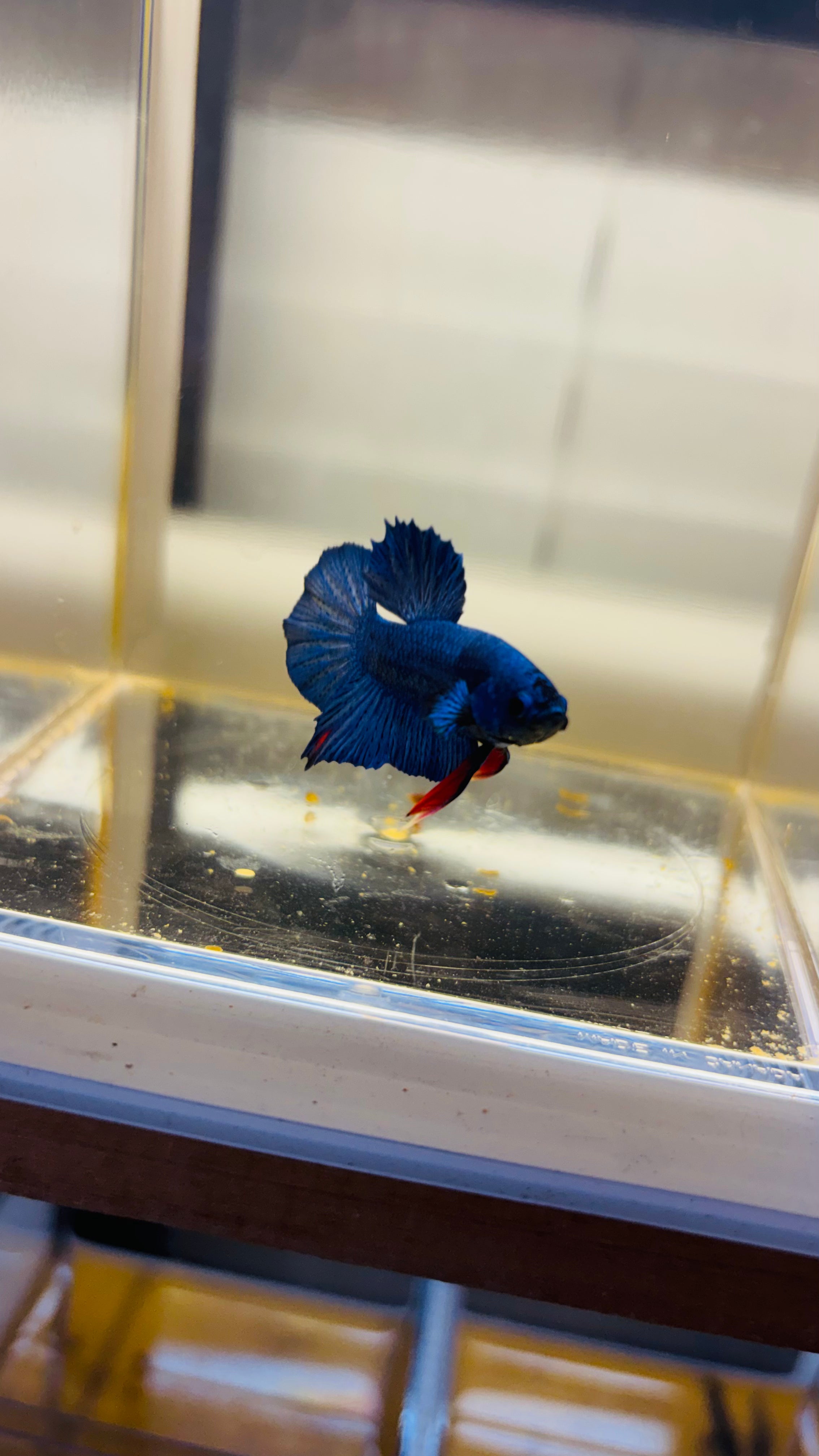 HMPK macho Azul Nevula