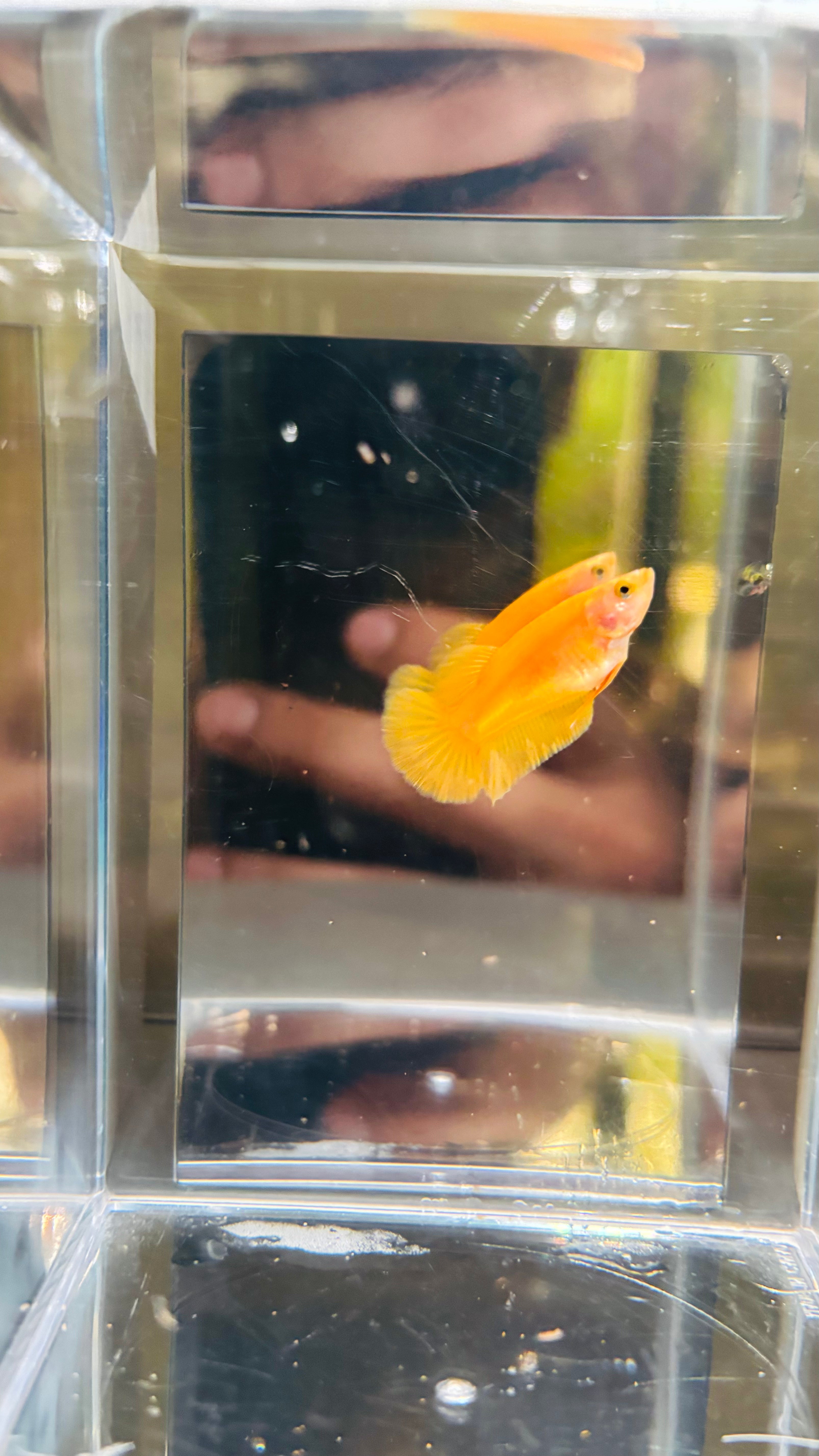 Hembra hmpk YELLOW