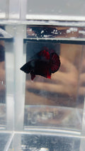Hmpk BLACKFIRE
