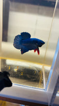 HMPK macho Azul Nevula