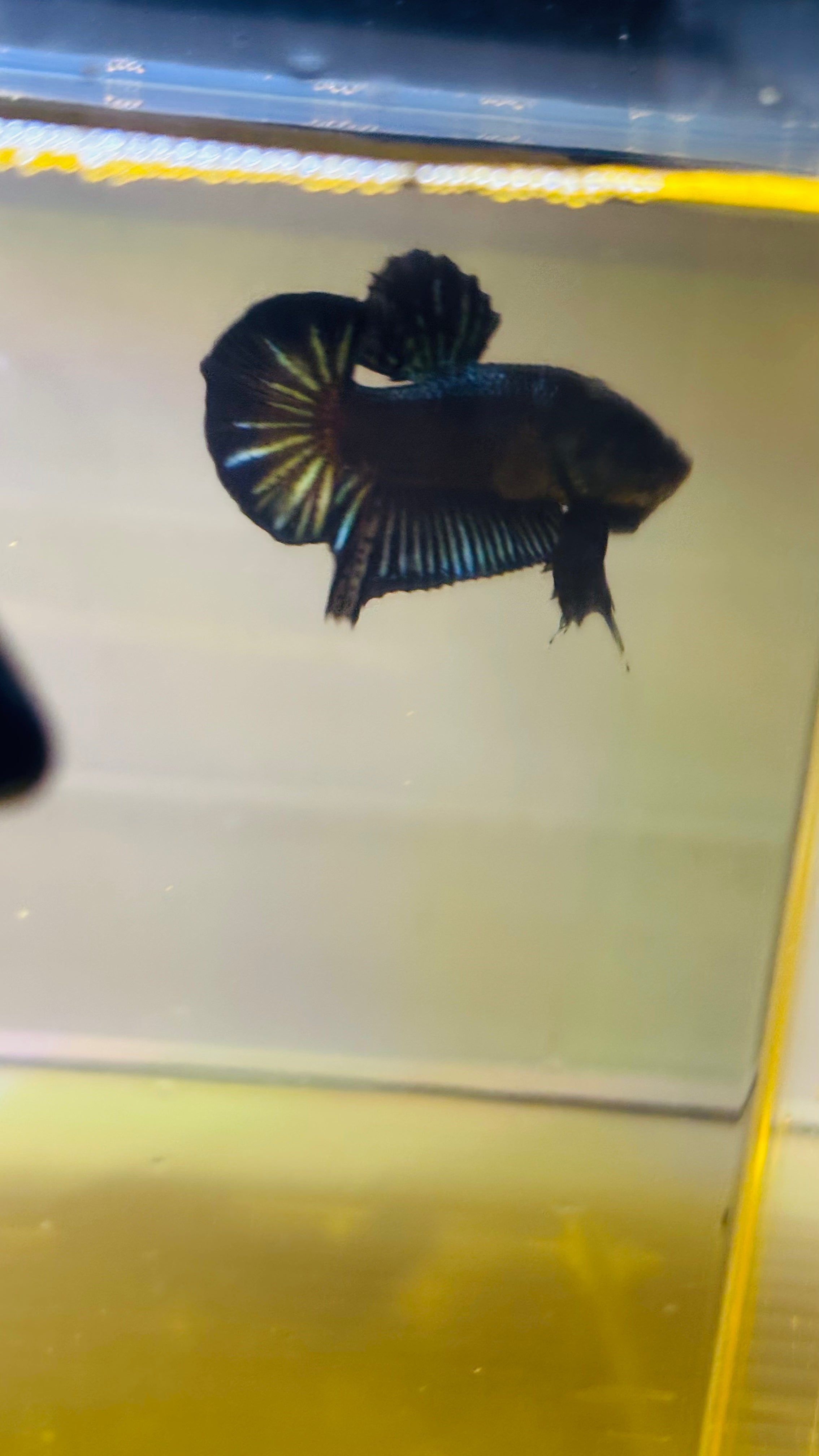 HMPK BLACK ORCHY
