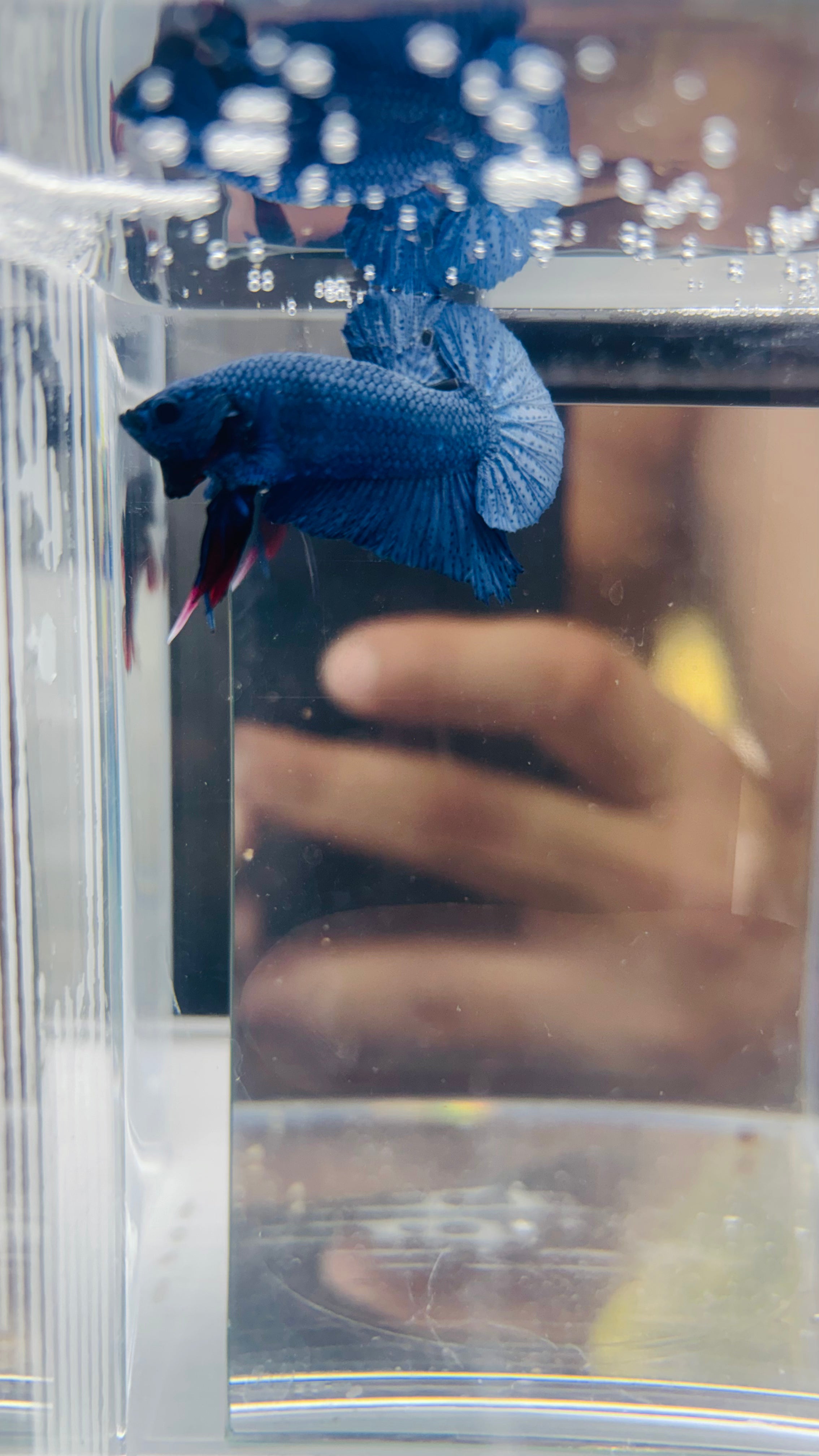 Hmpk BLUe NEVULA