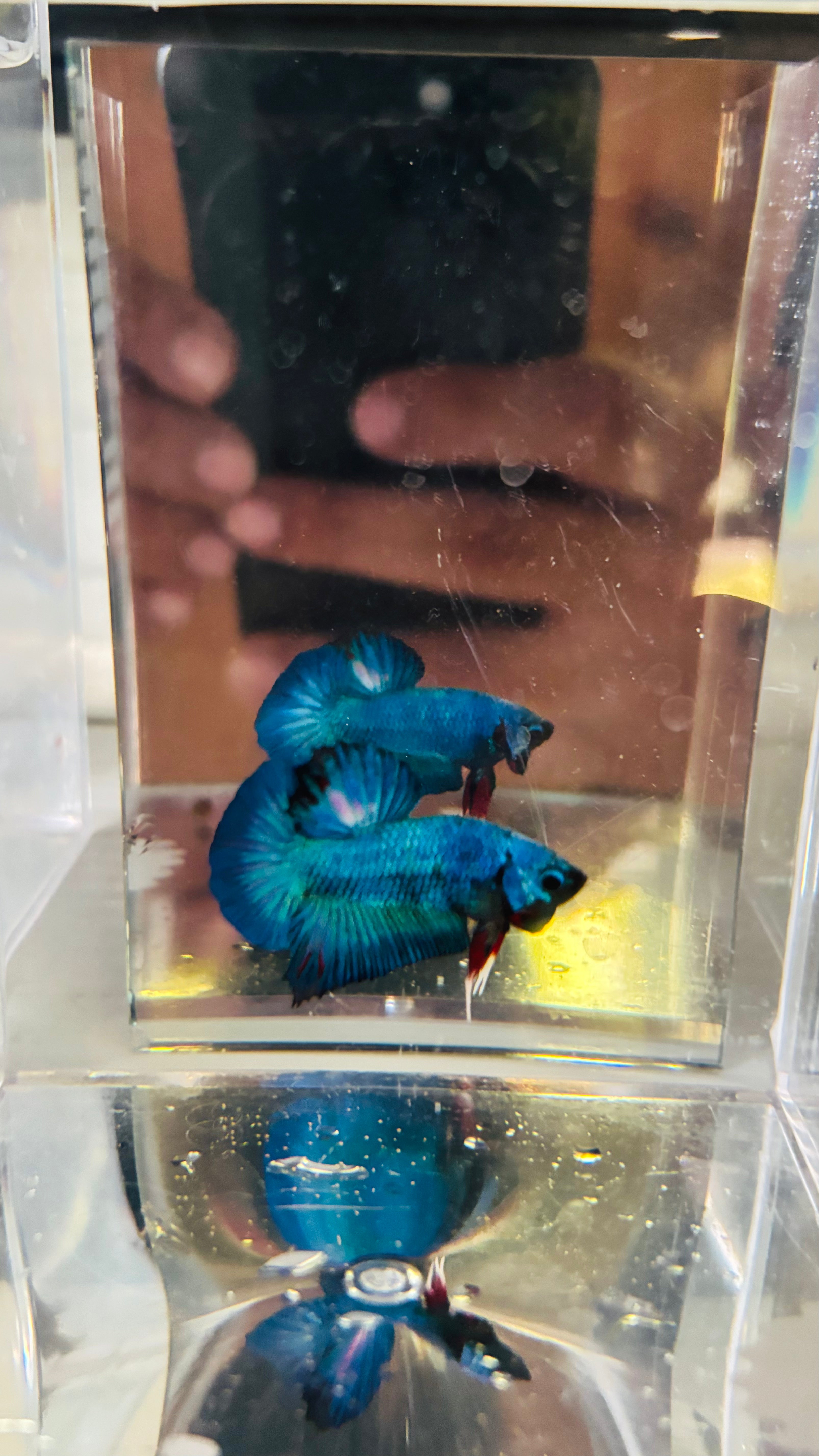 Metalic blue hmpk