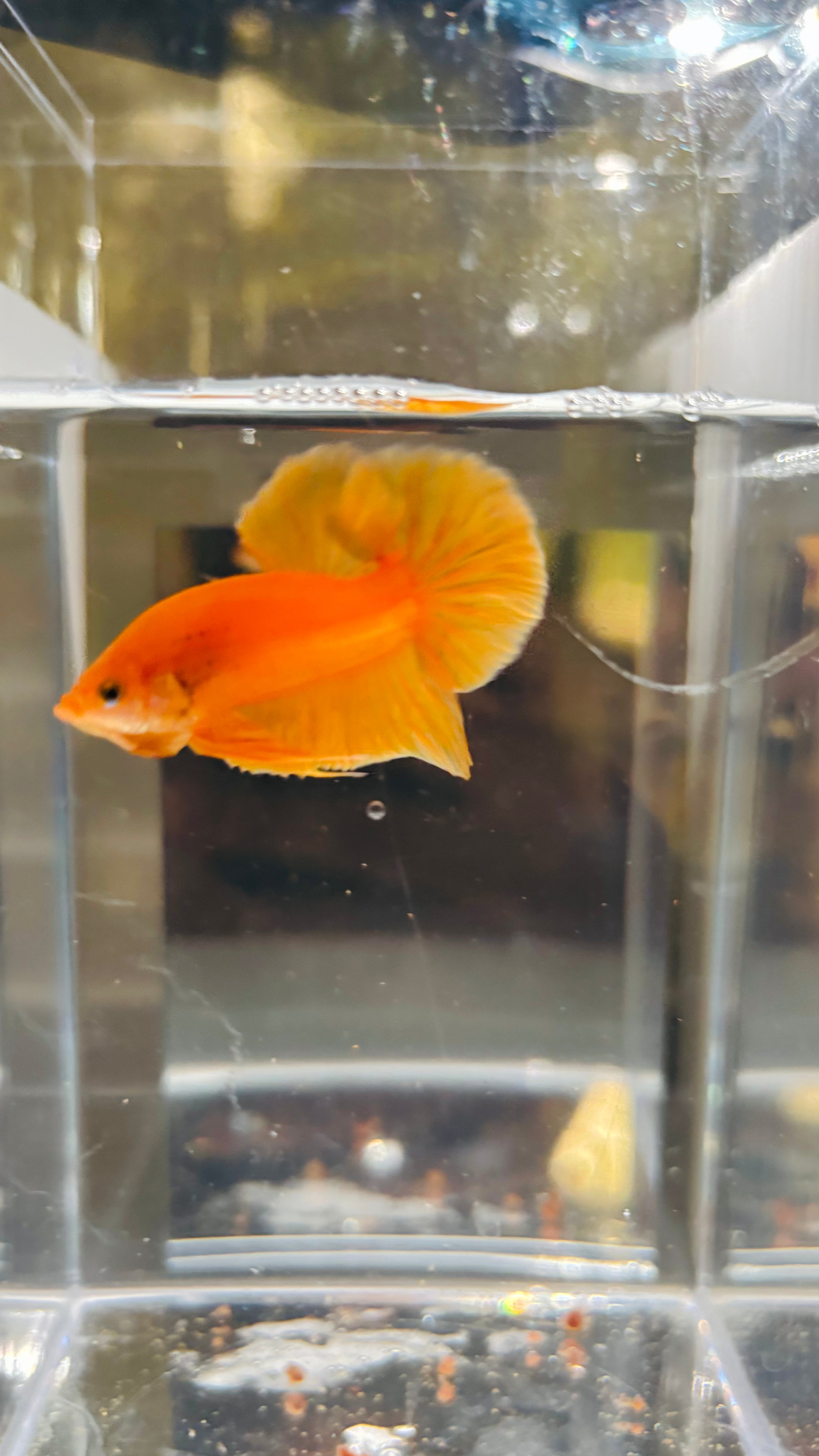 Hmpk Super Yellow