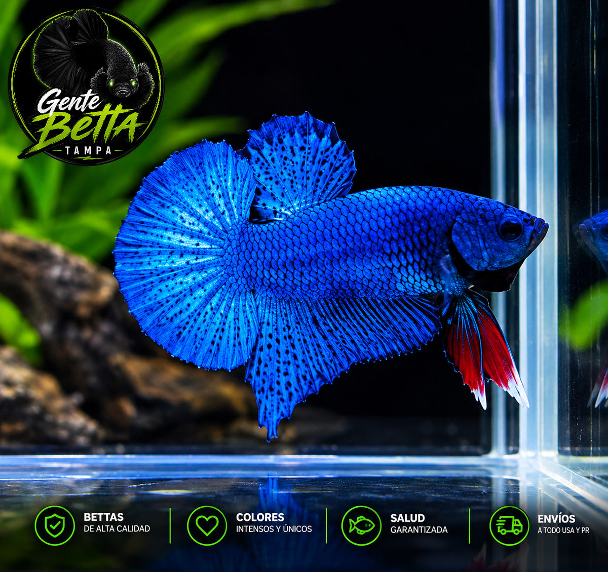 HMPK macho Azul Nevula