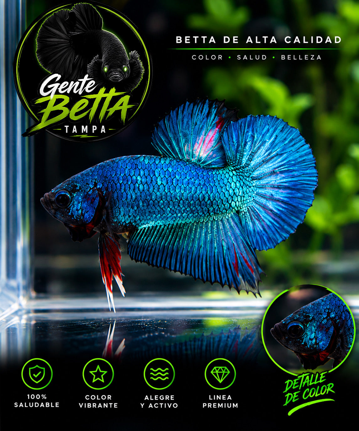 Metalic blue hmpk