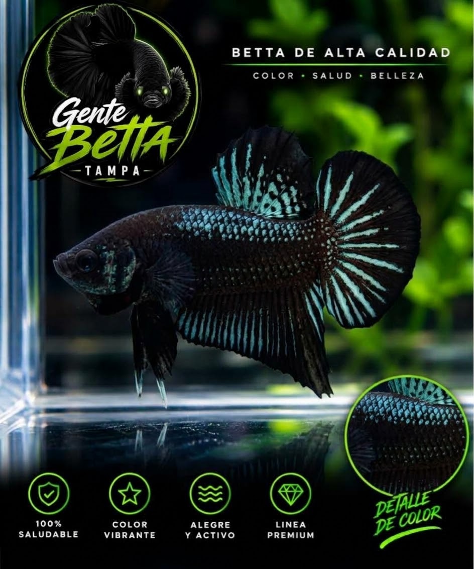 HMPK BLACK ORCHY